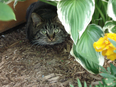 Community Animal Action Project - Pet Shelter and Rescue in Schuylerville, New York