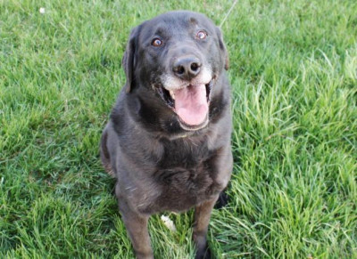 4 Paws Rescue - Pet Shelter and Rescue in Willard, Utah