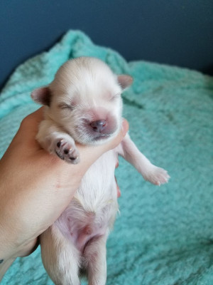 Bottle Babies Rescue - Pet Shelter and Rescue in Plymouth, Michigan
