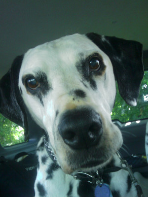 Recycled Canines Dalmatian Rescue - Pet Shelter and Rescue in League City, Texas