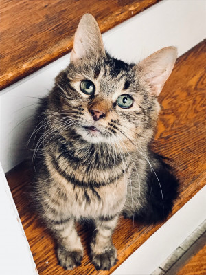 Community Cats Inc. - Pet Shelter and Rescue in Bedford, New York