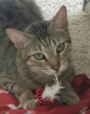 OC Community Cats - Pet Shelter and Rescue in Anaheim, California