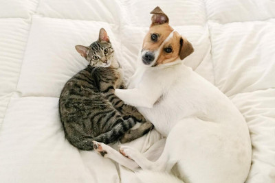 PAWS - Montclair - Pet Shelter and Rescue in Montclair, New Jersey