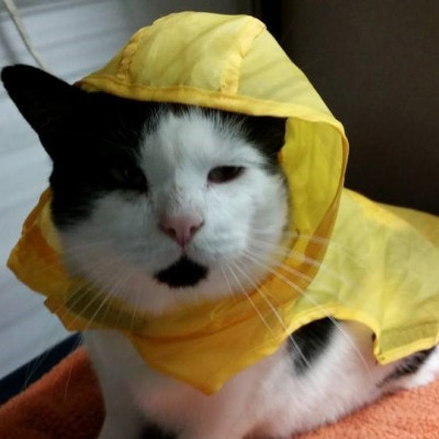 FeralCare - Pet Shelter and Rescue in Stratford, Connecticut