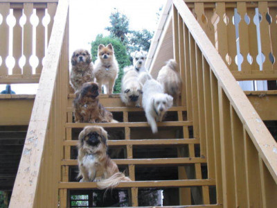 For The Love Of Pets Foundation - Pet Shelter and Rescue in Booneville, Arkansas