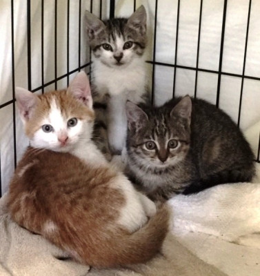 Pet Peeps Rescue - Pet Shelter and Rescue in Mount Pleasant, South Carolina