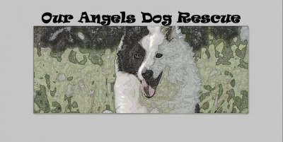 Our Angels Dog Rescue - Pet Shelter and Rescue in Bolton, Ontario