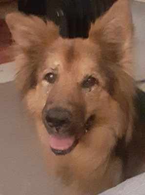 Arfs German Shepherd Rescue Inc - Pet Shelter and Rescue in Lodi, Wisconsin