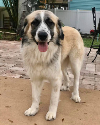 FARR - FLORIDA RETRIEVER RESCUE - Pet Shelter and Rescue in Clearwater, Florida