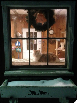 Kitty Angels Of Connecticut Inc - Pet Shelter and Rescue in Coventry, Connecticut