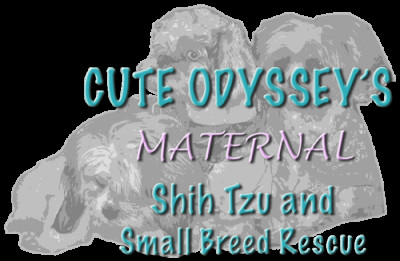 Cute Odyssey Inc. - Pet Shelter and Rescue in San Diego, California