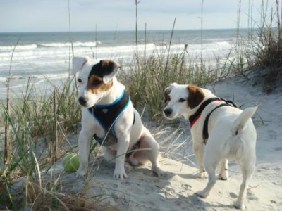 Finding Great Homes For Jack Russells Like You! - Pet Shelter and Rescue in Greensboro, North Carolina
