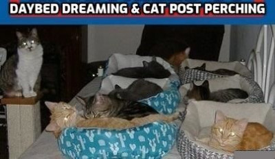 Feline Felicity - Pet Shelter and Rescue in Cookeville, Tennessee