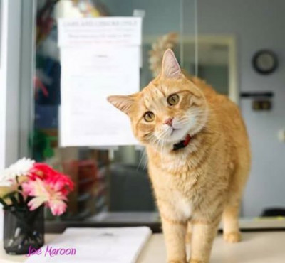 Trenton-Woodhaven Animal Shelter - Pet Shelter and Rescue in Woodhaven, Michigan