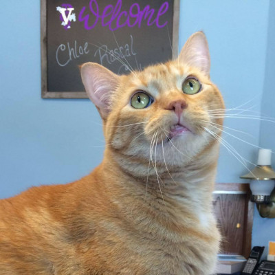 The Animal Hospital - Pet Shelter and Rescue in Plainville, Kansas