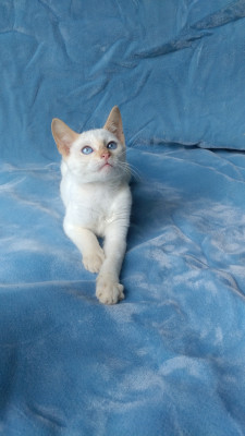 Friend Of The Feline - Pet Shelter and Rescue in Glenshaw, Pennsylvania