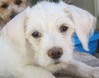 RoRescue - Pet Shelter and Rescue in Tucson, Arizona