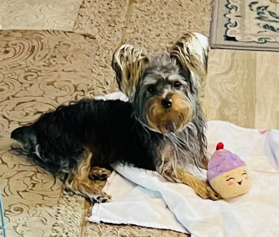 Four Paws Foster Care And Rescue - Pet Shelter and Rescue in St. Cloud, Florida