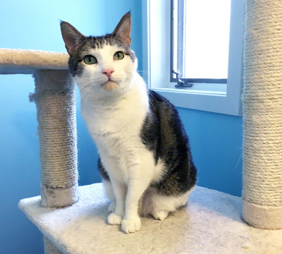 Kitten Associates - Pet Shelter and Rescue in Newtown, Connecticut