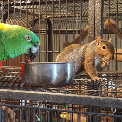 Blissful Strays Animal Adoption - Pet Shelter and Rescue in Hopewell Junction, New York