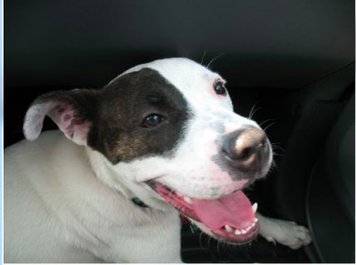 Cincinnati Senior Dog Sanctuary - Pet Shelter and Rescue in Maineville, Ohio