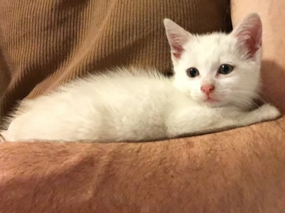 No Cat Left Behind - Pet Shelter and Rescue in Syracuse, New York