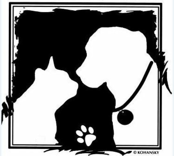 Animals for adoption at South Jersey Regional Animal Shelter in