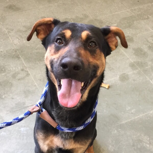 Animals for adoption at Humane Society Of Parkersburg in Parkersburg