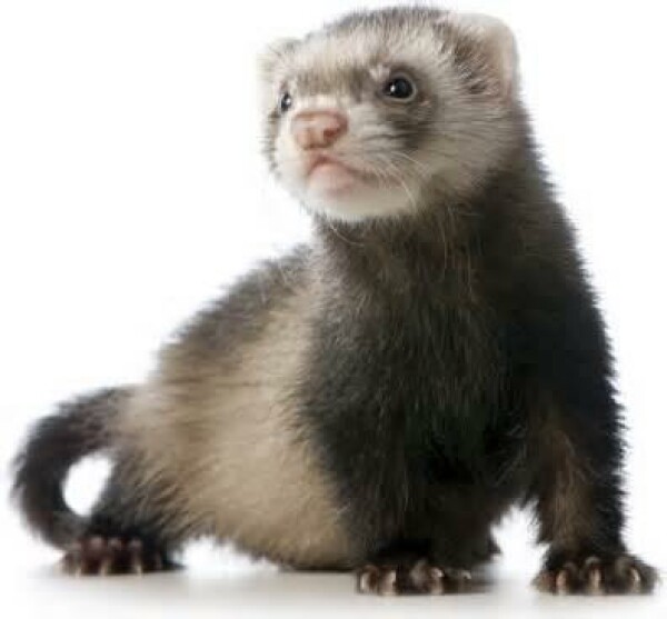 Animals for adoption at Nirvana Ridge Ferret Rescue in Brandy Station