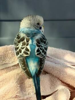 Budgie Budgerigar Birds Available for Adoption in Fairfax, Virginia - Lagoon | PetCurious