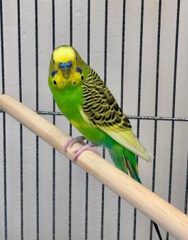 Sweetie -  Parakeet Bird for Adoption in East Providence, Rhode Island - Sweetie | PetCurious