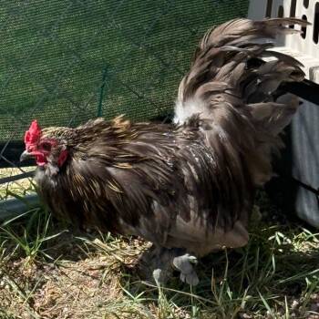 Teeter Totter -  Chicken Bird for Adoption in Cheyenne, Wyoming - Teeter Totter | PetCurious