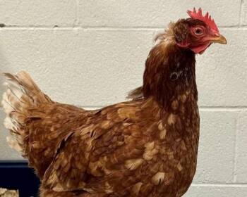 Chicken Birds Available for Adoption - YOLKO ONO | PetCurious