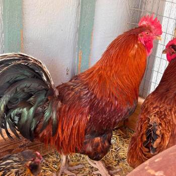 Benedict -  Chicken Bird for Adoption in Nampa, Idaho - Benedict | PetCurious