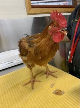 ERIC -  Chicken Bird for Adoption in Fairbanks, Alaska - ERIC | PetCurious