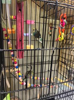 Parakeet Birds Available for Adoption in Auburn, Indiana - Jack O