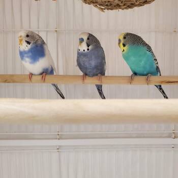 Moonlight -  Parakeet Bird for Adoption - Moonlight | PetCurious