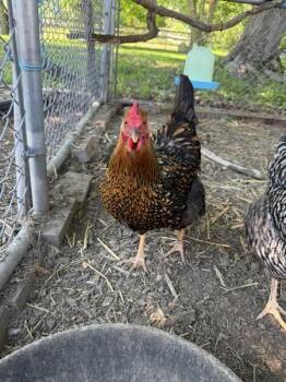 Serena -  Chicken Bird Available for Adoption in Stratham, New Hampshire - Serena | PetCurious