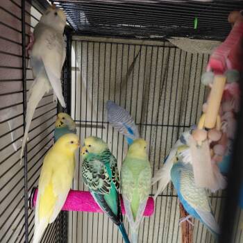 Parakeet Birds Available for Adoption - 30 | PetCurious