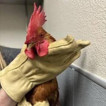 ROMEO -  Chicken Bird for Adoption in Las Vegas, Nevada - ROMEO | PetCurious