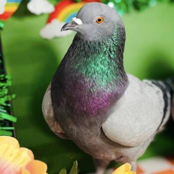 Pigeon Birds Available for Adoption - Ralph | PetCurious