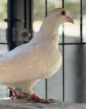 Earl Grey -  Pigeon Bird for Adoption in Oakland, California - Earl Grey | PetCurious