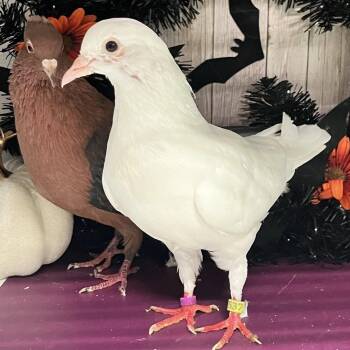 Luna & Boop (married couple) -  Pigeon Bird for Adoption in Chicago, Illinois - Luna & Boop (married Couple) | PetCurious