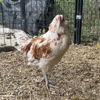 Chickira -  Chicken Bird for Adoption in West Olive, Michigan - Chickira | PetCurious