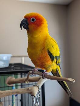 Rodan -  Conure Bird for Adoption in Ssl, Utah - Rodan | PetCurious