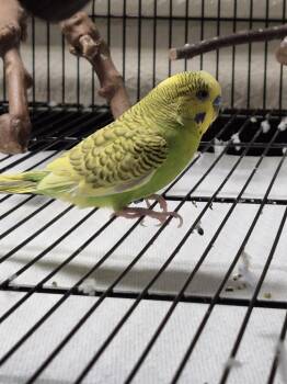 Lemon -  Parakeet Bird for Adoption in Cincinnati, Ohio - Lemon | PetCurious