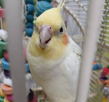 Pearl -  Cockatiel Bird for Adoption in Sioux City, Iowa - Pearl | PetCurious