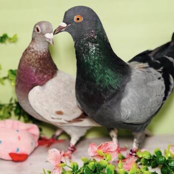 Pigeon Birds Available for Adoption in Chicago, Illinois - Toben & Tanami (married Couple) | PetCurious