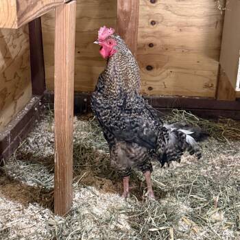 Frank -  Chicken Bird for Adoption in Cheyenne, Wyoming - Frank | PetCurious