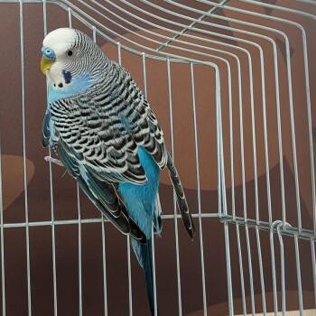 Budgie Budgerigar Birds Available for Adoption - Maxwell | PetCurious